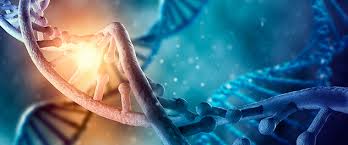 Genomic DNA analysis